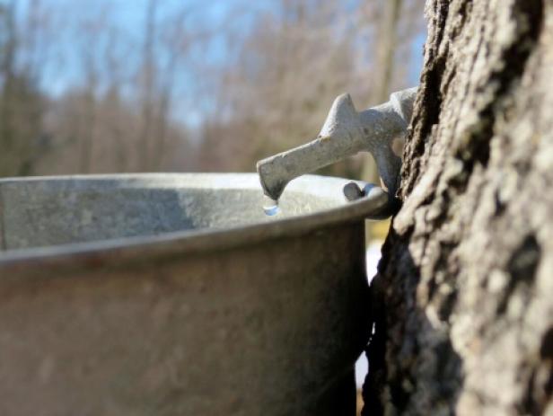 Maple tap in tree