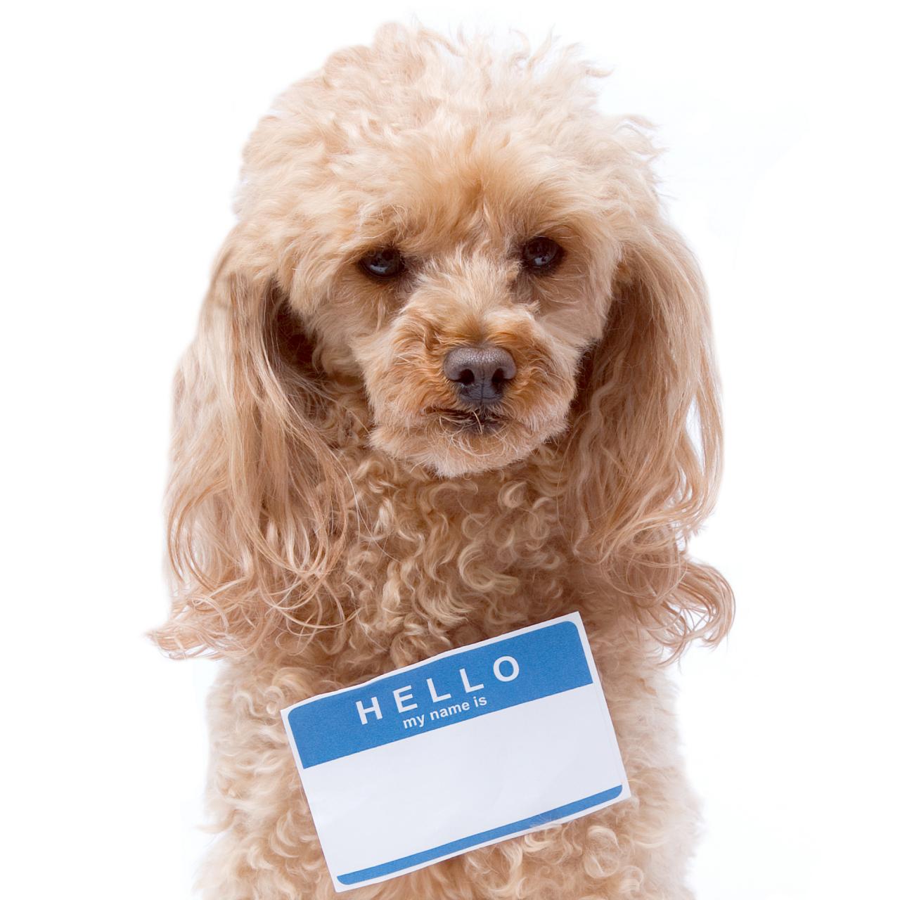 Names of deals dog foods