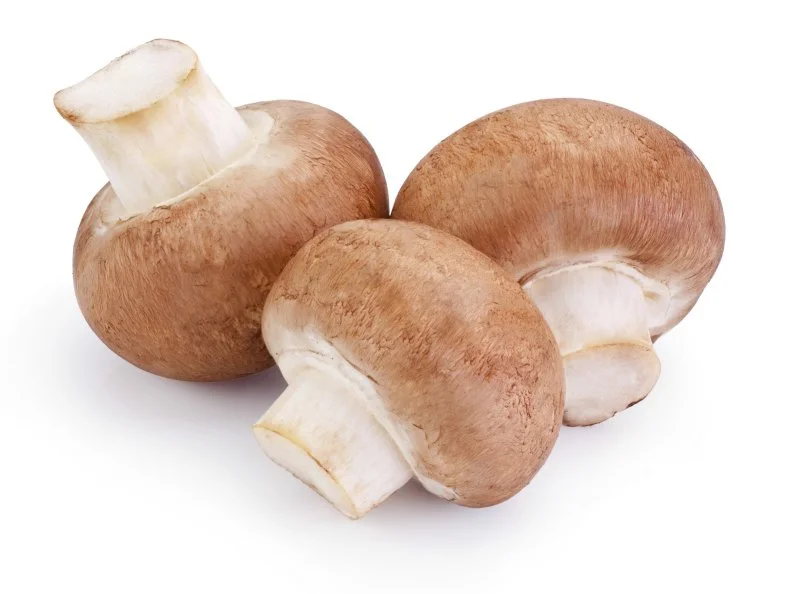 Three Fresh field mushroom isolated on white background