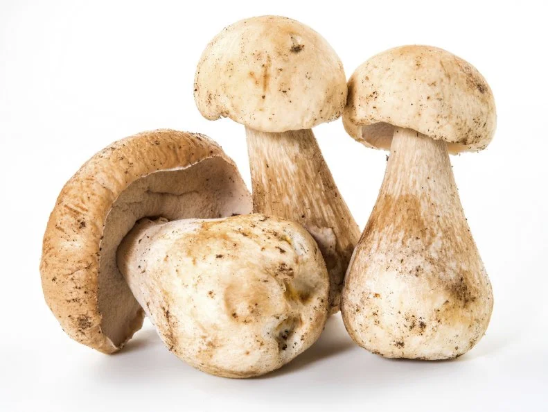 Three porcini mushroom. Cep on white