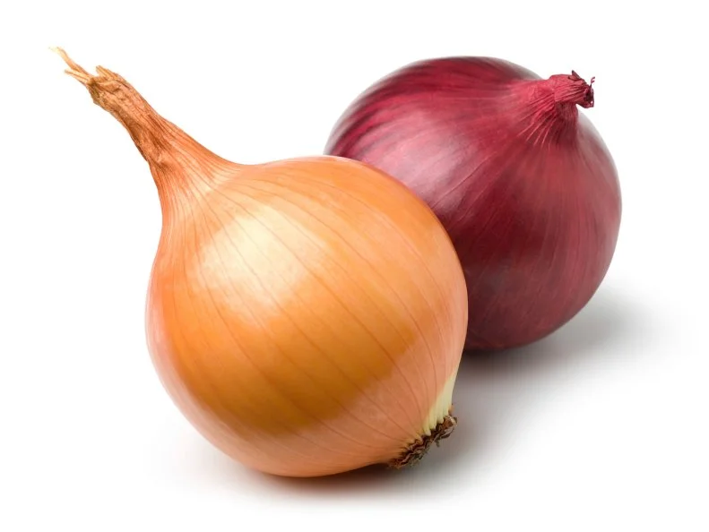 Red and gold onion on white. This file includes clipping path.