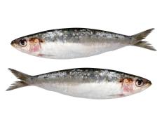 two fresh sardines isolated on white