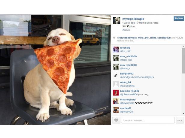 Sid the Food-Selfie-Taking Beagle Is One Patient Pooch