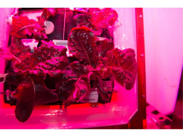 NASA Is Actually Growing Vegetables…In Space
