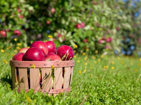 The Best Apples for Cooking and Snacking