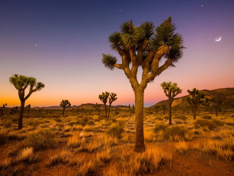 A grove of Joshua Trees being bathed in the soft glow of morning twilight in Joshua Tree National Park, CA.