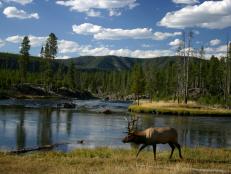 A bull elk walking along a river - Yellowstone National Park