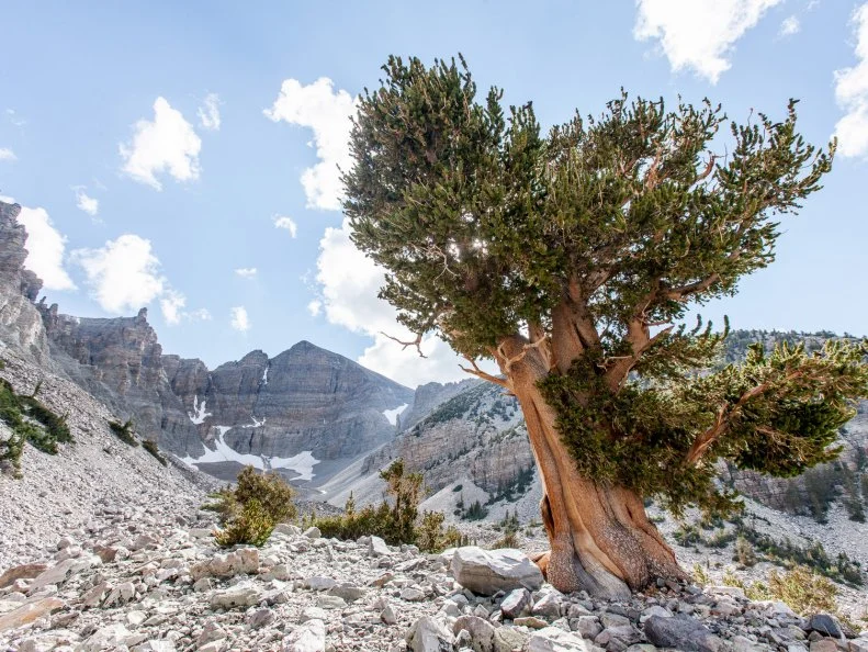 Landscape at Great Basin National Park, Nevada. Horizontal image shows a scenic view of Wheeler Peak. A large Bristlecone Pine tree in the foreground. A blue clouded sky above.