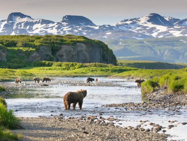 Multiple brown bear at McNeil River State Game Sanctuary fishing for salmon