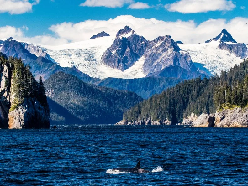 A killer whale comes to the surface below the massive glaciers of the Kenai Fjords in Alaska