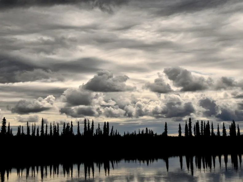 Taiga forest on the banks of Kobuk River above the Arctic Circle. Picture taken on cloudy, June afternoon in Kobuk Valley National Park.