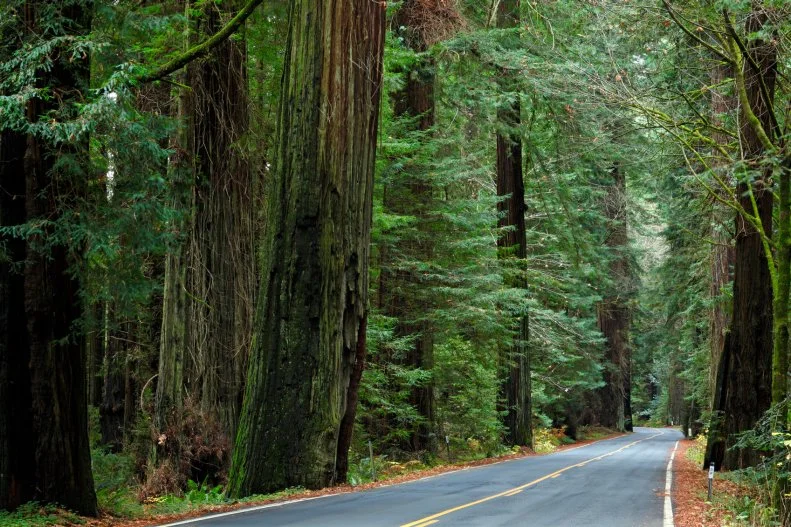 A road winding through the Redwood Forest