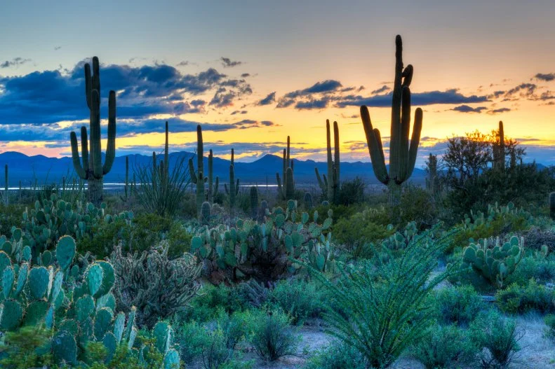 Sunset in Saguaro National Park near Tucson, Arizona.