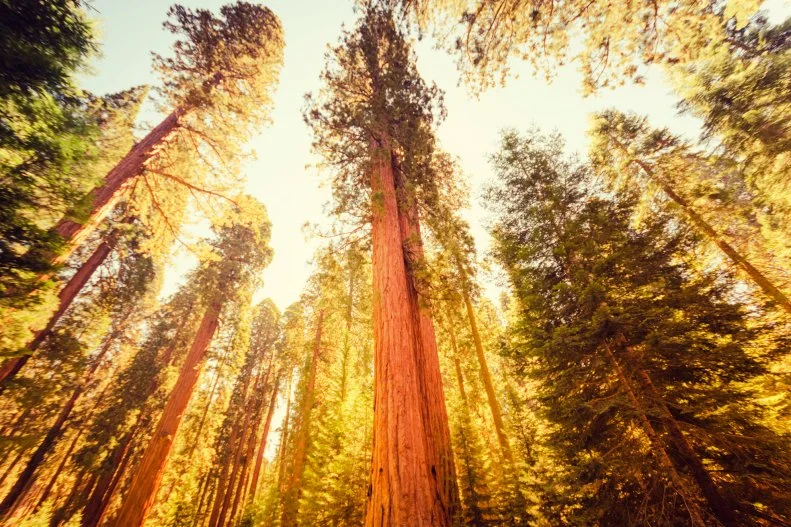 Where to Eat at Every National Park | Food Network