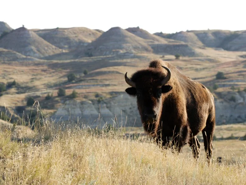 Theodore Roosevelt National Park, North Dakota
