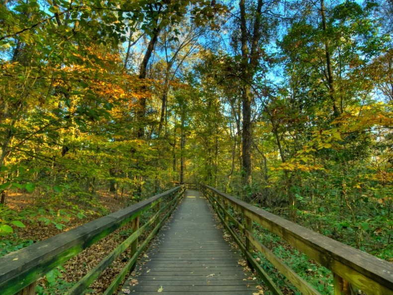 Boardwalk at Congareee national forest near Columbia, South Carolina in the Autumn afternoon