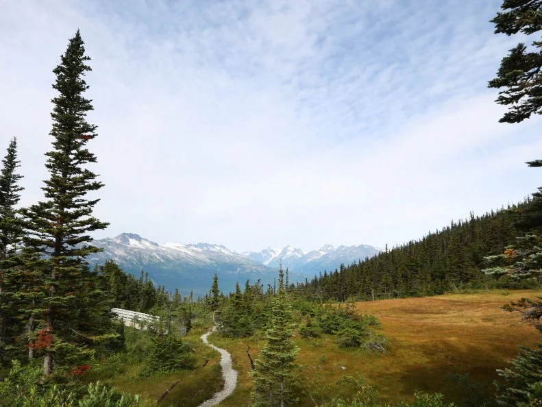 Mountain wive in an Alaskan forest