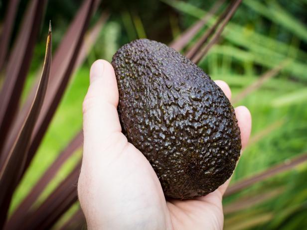 A male left hand grasping a good sized avacado fruit. Plants in background.