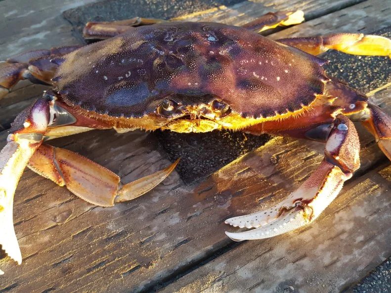 Each year Oregon lands about 10 million pounds of Dungeness crab, which can be found from California to Alaska. Seafood veterans Kelly and Janice Laviolette of Kelly’s Brighton Marina in Rockaway Beach can help you catch, cook and crack your own. They also sell butter and lemons at their small grocery store and provide picnic tables overlooking Nehalem Bay for feasting.