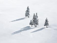 View on  snowcapped pine trees on a white glade.
