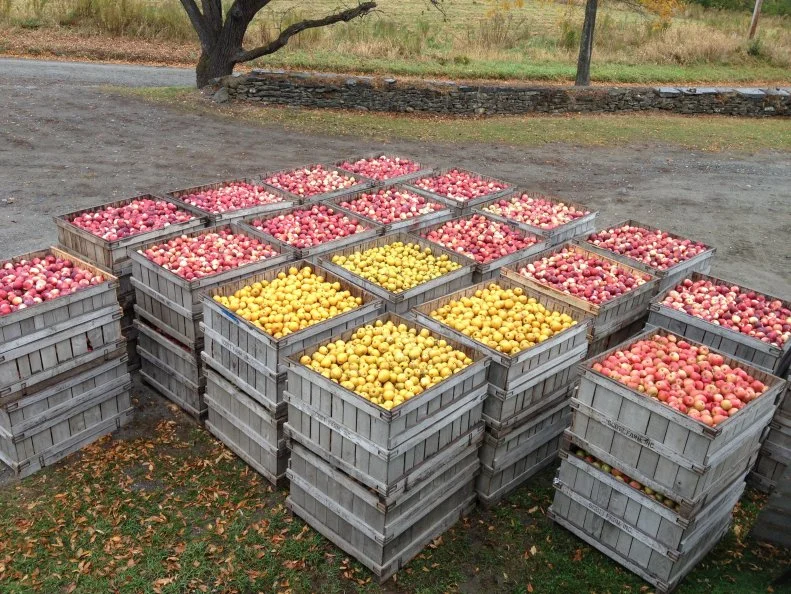 Vermontâ  s state fruit is deeply rooted back to when every homestead had a few trees. Scott Farm in Dummerston is known for its diversity of heirloom apples, including Thomas Jeffersonâ  s two favorite varieties, Esopus Spitzenberg and Maidenâ  s Blush, which are particularly suited to drying. Every fall, the orchard hosts an heirloom apple dinner featuring dishes like rabbit stuffed with Baldwin apples, bacon and chard. The James Beard-nominated team at Kitchen Table Bistro in Richmond showcases heirloom apples on the fall menu in preparations like slow-roasted rack of pork with squash risotto and apple relish, as well as Grandmotherâ  s Apple Cake with brown sugar apples.