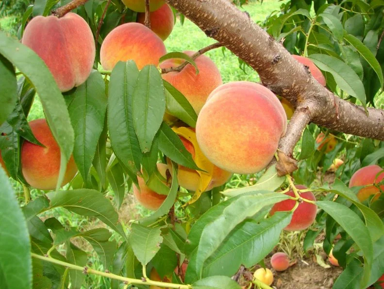 From deep in their consciousness, lifelong Delawareans can summon the sensations of summer with just one bite of a ripe and juicy peach â   so sweet, and somehow stuffed with sunshine. A Delaware treat for more than 500 years, peaches pop up at the roadside produce stands that add sweet pause to the back-country roads around the ocean resorts of Sussex County, and are available in abundance (or pick-your-own) starting in mid-summer at such orchards as Bennettâ  s (which has a Peach Festival on the first Saturday in August); Fifer (32 varieties), and T.S. Smith & Sons (15 varieties).