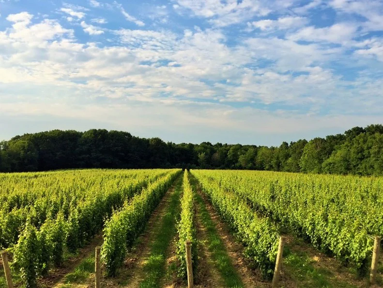 All Ohio wines are not created equal. Sure, there are plenty of cloyingly sweet whites, reds and blushes being produced in the Buckeye State, but the small strip of land that sits just southeast of Lake Erie known as the Grand River Valley AVA is different. Its proximity to the warm lake, which extends the crucial fall ripening season, produces the highest-quality wines — both white and red — in the state. At wineries like Grand River Cellars, Laurello and Laurentia, red wine grapes like Pinot Noir, Cabernet Sauvignon, Merlot and Cabernet Franc, and white varietals like Pinot Grigio, Riesling and Vidal Blanc, achieve peak ripeness levels. For a quality taste, give M Cellars’ Meritage a sip and swirl. The Geneva winery’s red blend of estate-grown Cabernet, Merlot, Cab Franc and Petit Verdot is jammy, smoky and exquisite alongside grilled game.