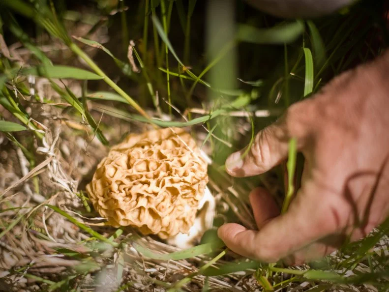 Foraging for morel mushrooms is a Montana rite of spring. The delectable golden sponge-like fungi appear in different flushes from April through mid-June, popping first along rivers at lower elevations before spreading to the mountains, and often clustering in burn sites. Commercial pickers show up at the back doors of restaurants throughout the state from Chico Hot Springs to Café Kandahar on Whitefish Mountain, where Chef Andy Blanton buys them by the bagful to showcase in seasonal dishes like forest mushrooms in Madeira cream. Many home cooks simply sauté morels in butter and garlic, savoring their delicate, nutty flavor straight from the pan.