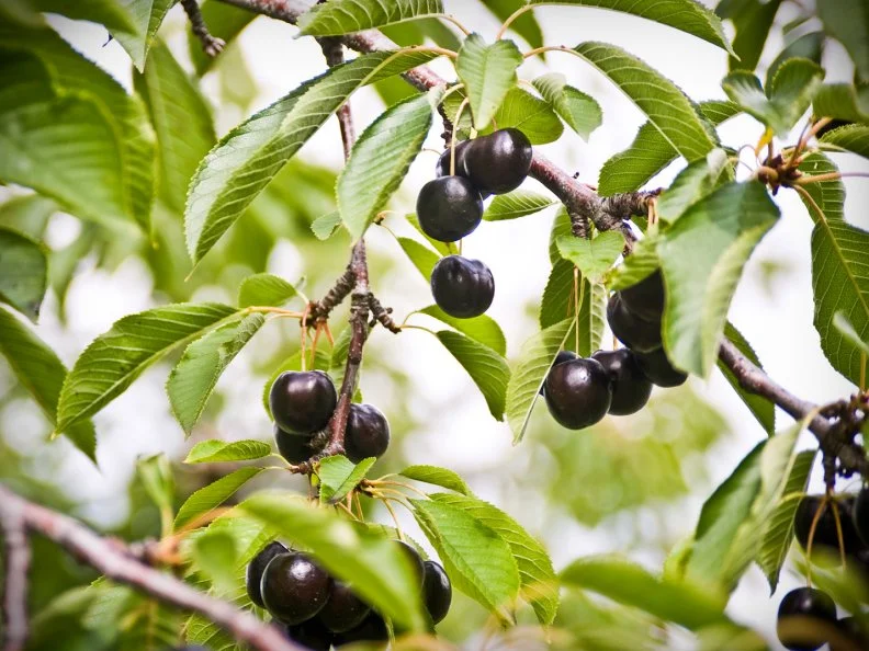 Few things taste more like summer for Montanans more than flathead cherries. Named for the temperate region in which they’re grown surrounding northwestern Montana’s Flathead Lake, Flathead orchards produce naturally sweet and tangy Lapin, Rainier, Van and—most quintessentially—heart-shaped Lambert cherries. Dozens of charming clapboard cherry stands and you-pick orchards, like Fat Robin on Finley Point, dot the lake’s eastern shore between Polson and Bigfork. Local bakeries and farmers markets showcase the mahogany red fruit in everything from pies, scones, jams and chutneys to Glacier Brewing’s Flathead Cherry Ale and The Raven’s Spring Brook Yak meatloaf topped with Cherry BBQ Sauce.