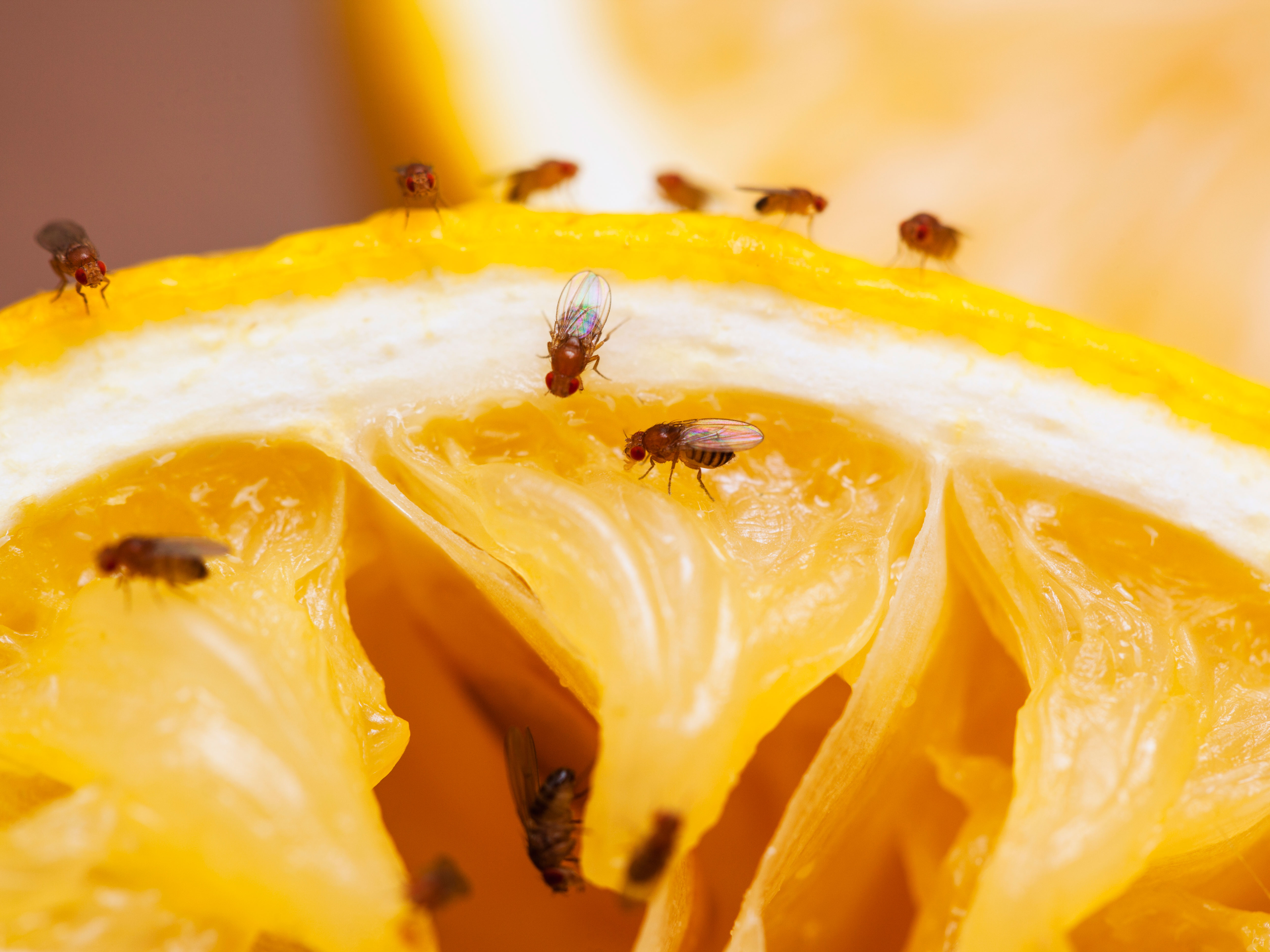 Pest-Stop Fruit Fly Trap