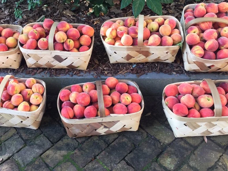 South Carolina is the nation’s second-largest peach producer, behind only California. So, it should come as no surprise that perfectly picked peaches are abundant, used in cobblers, crumbles and crisps, as well as salsas, soups and salads. If you are looking to create your own peachy creations, pick up perfectly picked peaches at Ridge Spring’s Titan Farms, the largest peach grower on the East Coast. Chef Mike Davis at Terra in West Columbia makes the most of the peach crop with creations like his peach pork schnitzel. If dessert is more your thing, head to Juniper in Ridge Spring for South Carolina Peach Semifreddo. Served with pecan praline and a caramelized bourbon drizzle, this is a perfectly peachy summertime dish.