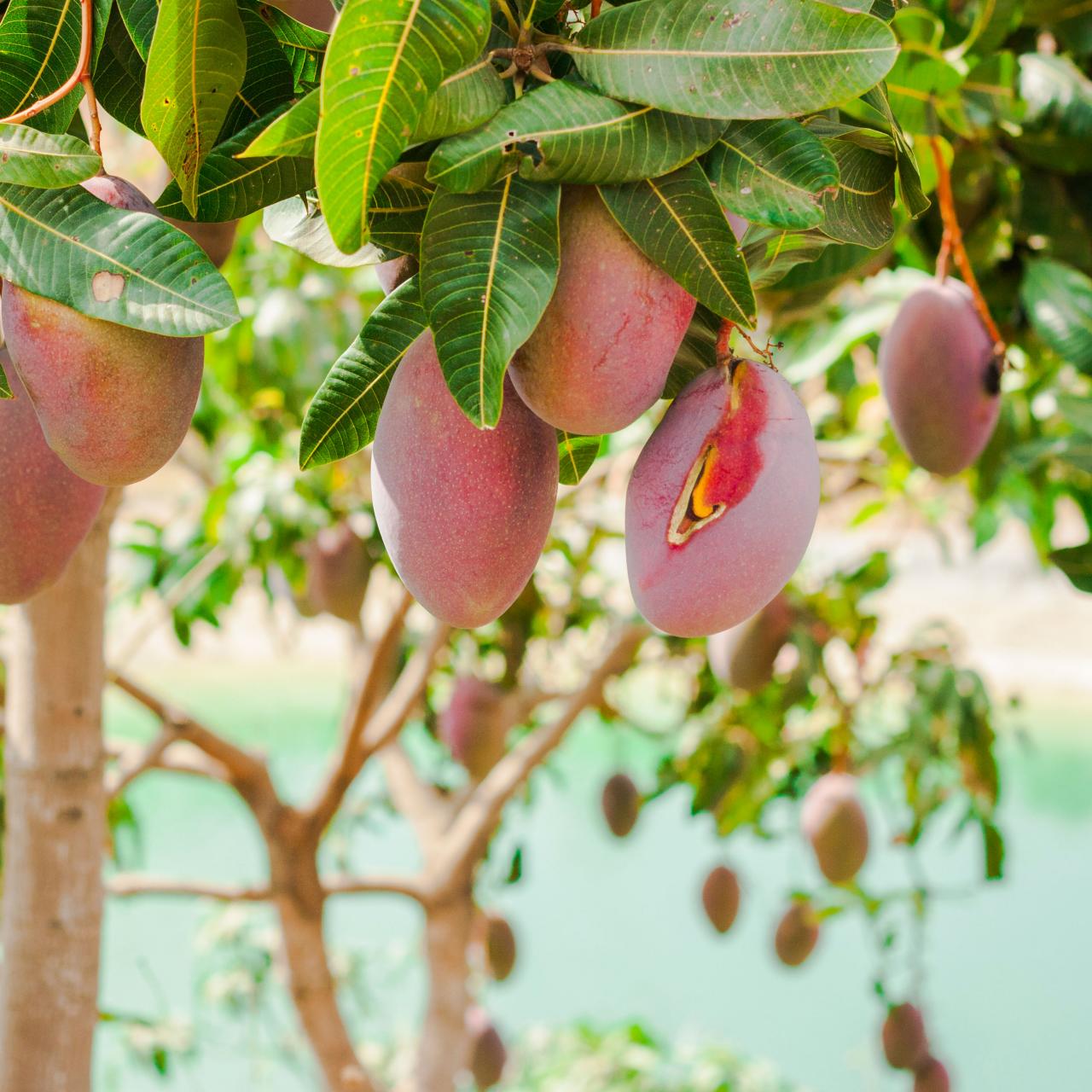 9 amazing Mango fruit Nutrition facts and Health benefits