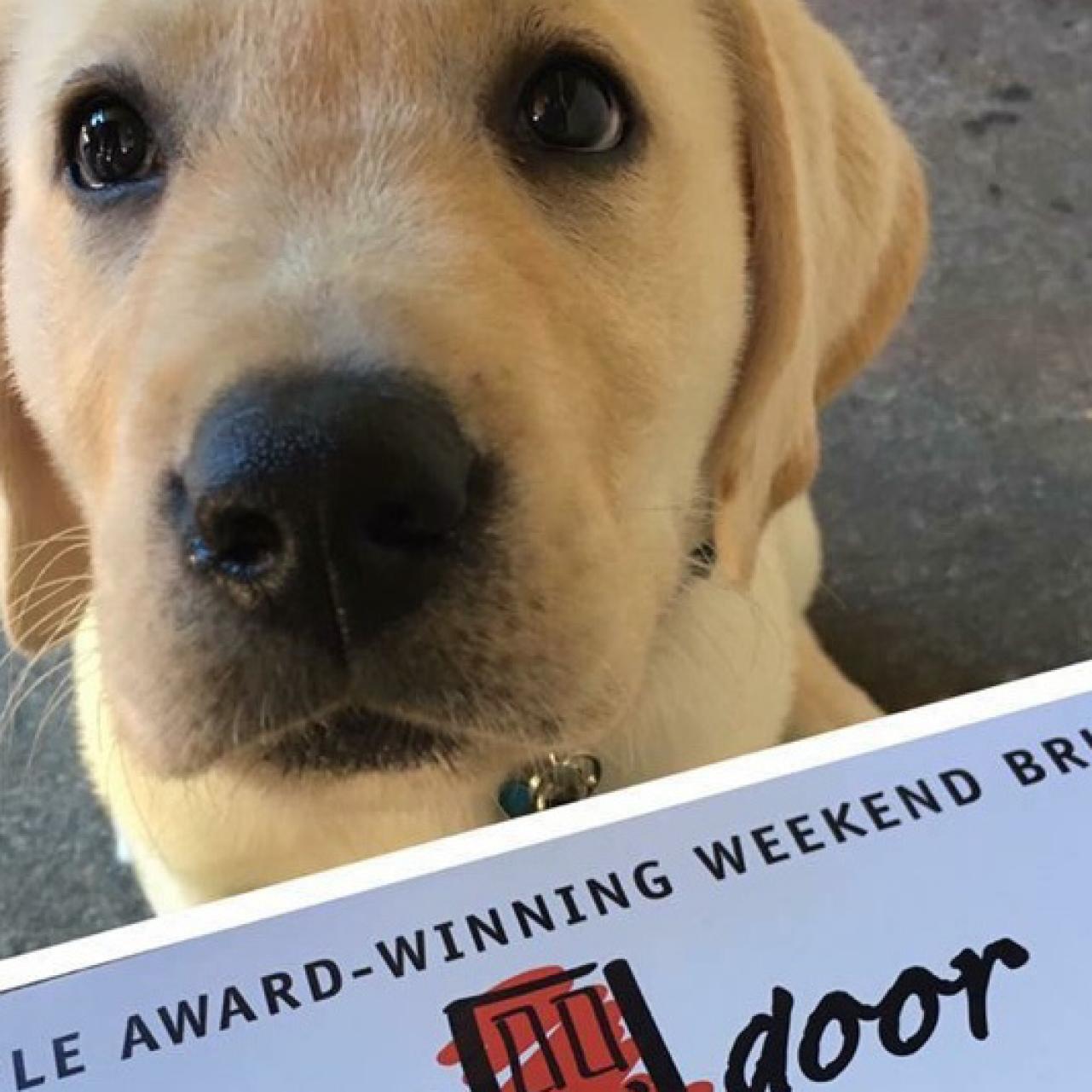 Christmas comes early: Golden retriever puppy shows up on girls' porch