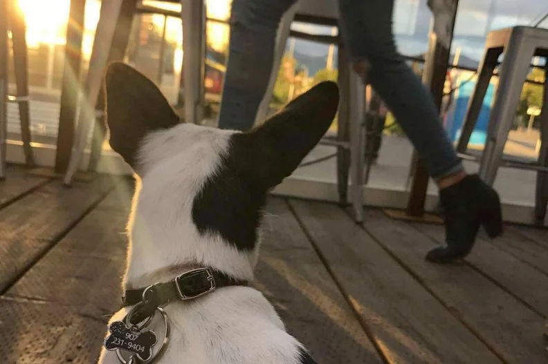 No begging, barking or biting. As long as your leashed pup abides by those three rules, he is welcome to dine with you on the deck of this chill Anchorage spot. The place is like a coffee shop, taco stand, beer garden and seafood shack all rolled into one, serving everything from lattes and local brews to reindeer burgers, red king crab and acclaimed halibut tacos. While the fresh Alaskan air and comfort food are certainly a draw for humans, dogs don't just get to tag along here; they get their own doggie menu with healthy meals like halibut and brown rice or reindeer burger and brown rice. Of course, each canine meal comes with a bowl of water to wash it down.