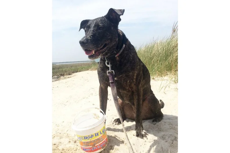 It's hard to get any closer to the bay than Macky's Bayside Bar & Grill. The Ocean City restaurant is set meters away from the water, right on its own strip of beach, where diners kick off their sandals and sink their toes into the sand while eating and drinking. The buzzy spot is a favorite among dog owners looking to bring their furry friends on a beachy excursion. Dogs are allowed on the beach (and in the water) until 10 p.m. While you, the human, snack on crab dip, Buffalo shrimp and N'awlins Snapper, your pup can dine off the mini dog menu with picks like all-beef hot dogs, grilled chicken breast or, for the health-minded mutts, apple slices and baby carrots.