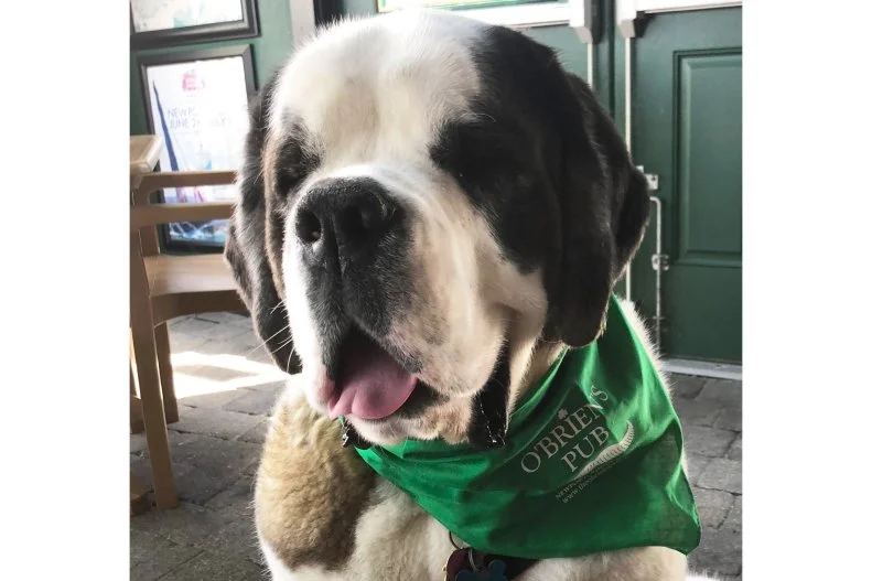 When Farmcoast locals and visiting tourists want to hit the town with their pups, they head to O'Brien's Pub. The family-friendly restaurant is located smack-dab in the middle of all the action of downtown Newport's main strip, Thames Street. You can see and hear people having fun on the welcoming patio as soon as you walk by. That fenced-off area with umbrella-covered tables and a fountain with play fish to occupy the kids is a perfect place to enjoy a breezy summer afternoon while listening to live music, drinking a brew and snacking on New England-style pub grub. The menu offers well-executed burgers, a lobster salad roll and a pulled pork sandwich, as well as selection of Doggie Delights for your pup.