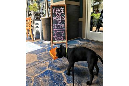 dog friendly places to eat near me