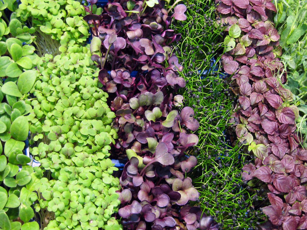 How to Grow Microgreens at Home Food Network Healthy Eats Recipes
