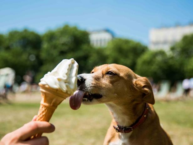 LONDON, UNITED KINGDOM - JUNE 20: Mini, a four year old Podenco dog from Portugal, cools down with an ice cream with her owner in Green Park on one of the hottest days of the year on June 20, 2017 in London, England. PHOTOGRAPH BY Adam Gray / Barcroft ImagesLondon-T:+44 207 033 1031 E:hello@barcroftmedia.com -New York-T:+1 212 796 2458 E:hello@barcroftusa.com -New Delhi-T:+91 11 4053 2429 E:hello@barcroftindia.com www.barcroftimages.com (Photo credit should read Adam Gray / Barcroft Images / Barcroft Media via Getty Images)