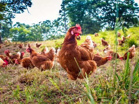 What Are Pasture-Raised Eggs?
