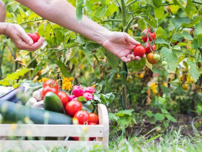 https://food.fnr.sndimg.com/content/dam/images/food/fullset/2020/02/21/fn_woman-harvesting-tomato-garden-getty_s4x3.jpg.rend.hgtvcom.406.305.suffix/1582554952857.jpeg