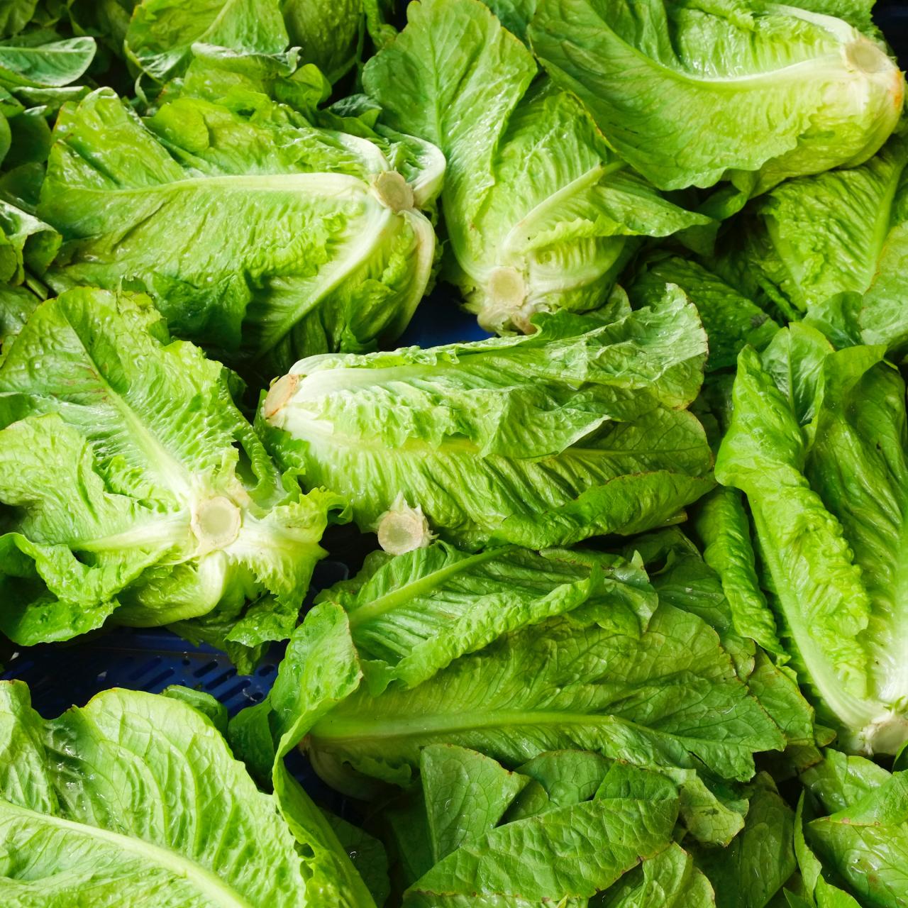 How to Store Lettuce in the Fridge (Without Plastic) - Clean Green Simple