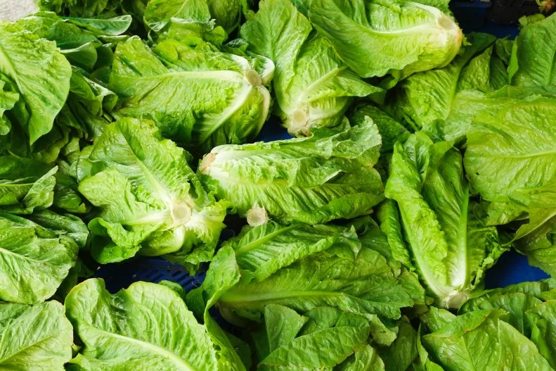 Pile of fresh organic letucce heads. Harvest heap of freshly cut green salad leaves at local farmers market. Clean eating concept. Healthy vegeterian dietary food. Background, close up, top view.