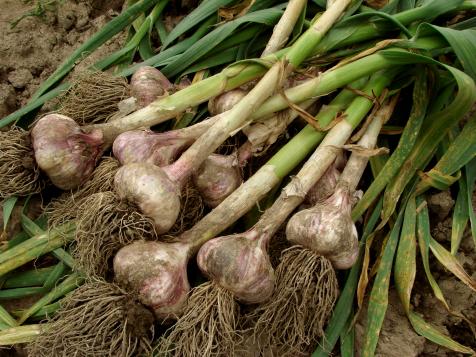 https://food.fnr.sndimg.com/content/dam/images/food/fullset/2020/03/25/shutterstock_79990375_Denis-Pogostin_harvested-garlic.jpg.rend.hgtvcom.476.357.suffix/1585156164655.jpeg