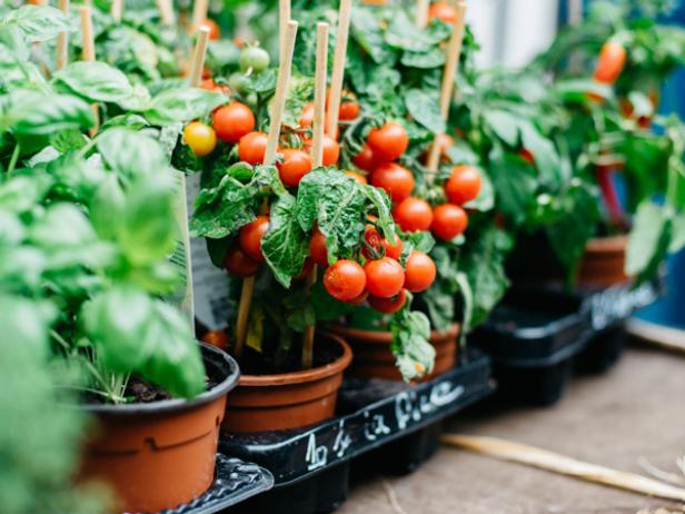 Cómo cuidar las plantas de tomate en casa