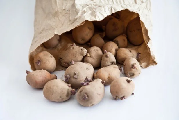 Close-up of seed potatoes spilling out of a paper bag onto a white background