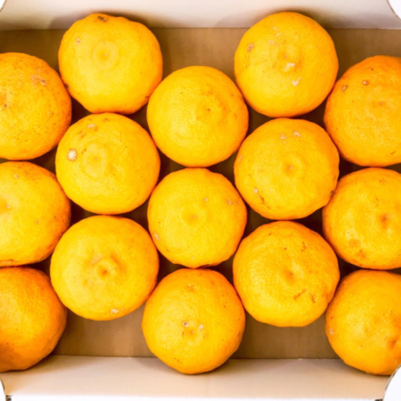 What Is A Citron, And What Does It Taste Like?