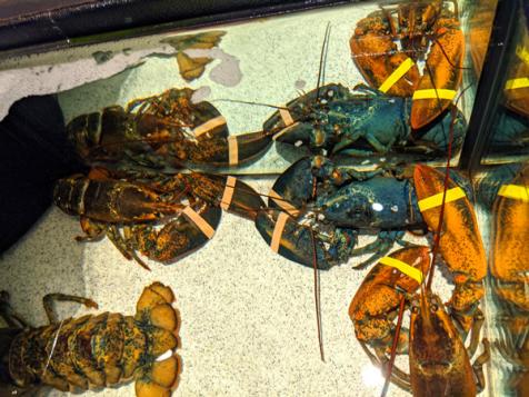 Red Lobster Employees Discover Rare Blue Lobster
