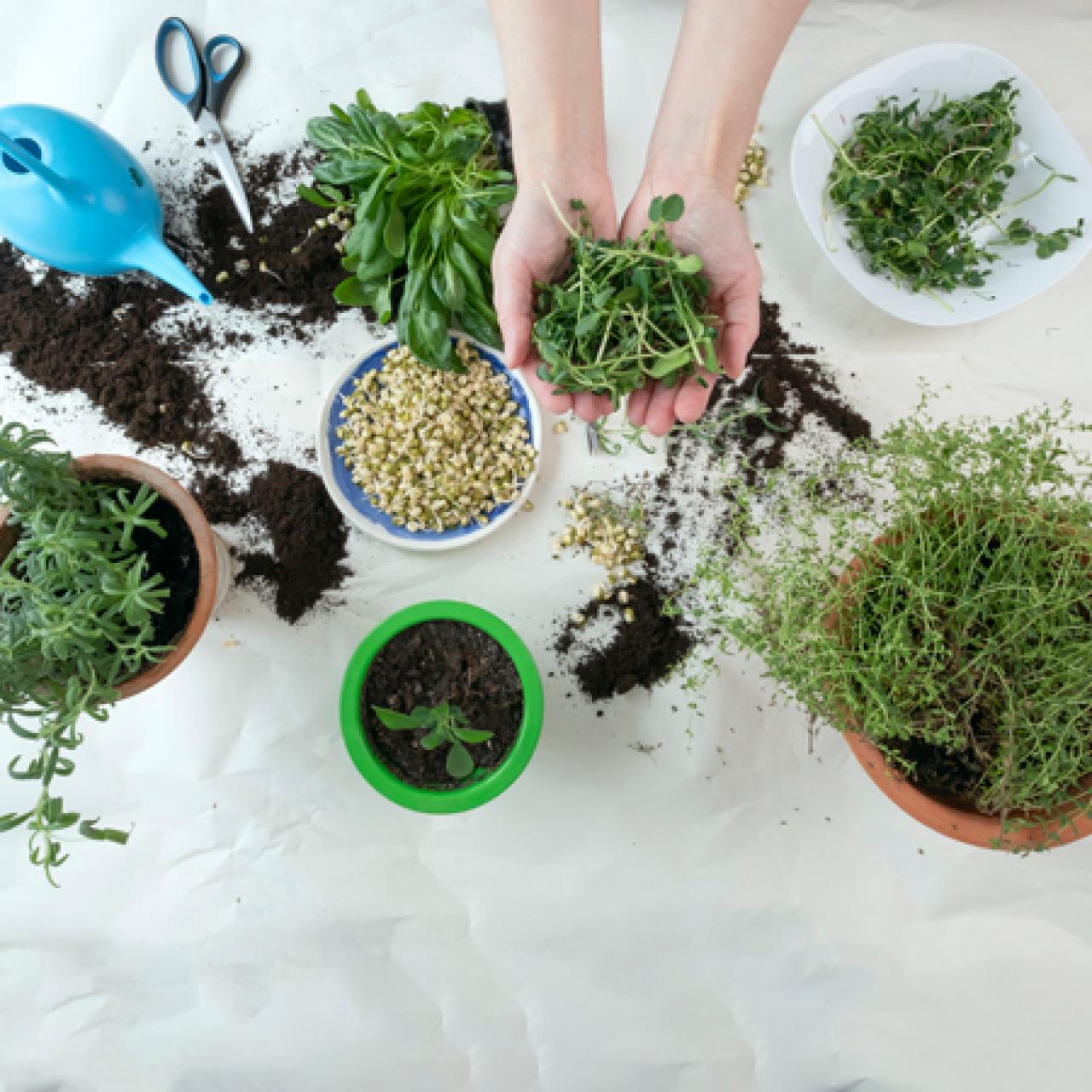 Growing Herbs in Containers and Indoors