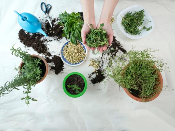 The Most straightforward Herbs and Veggies to Increase Indoors